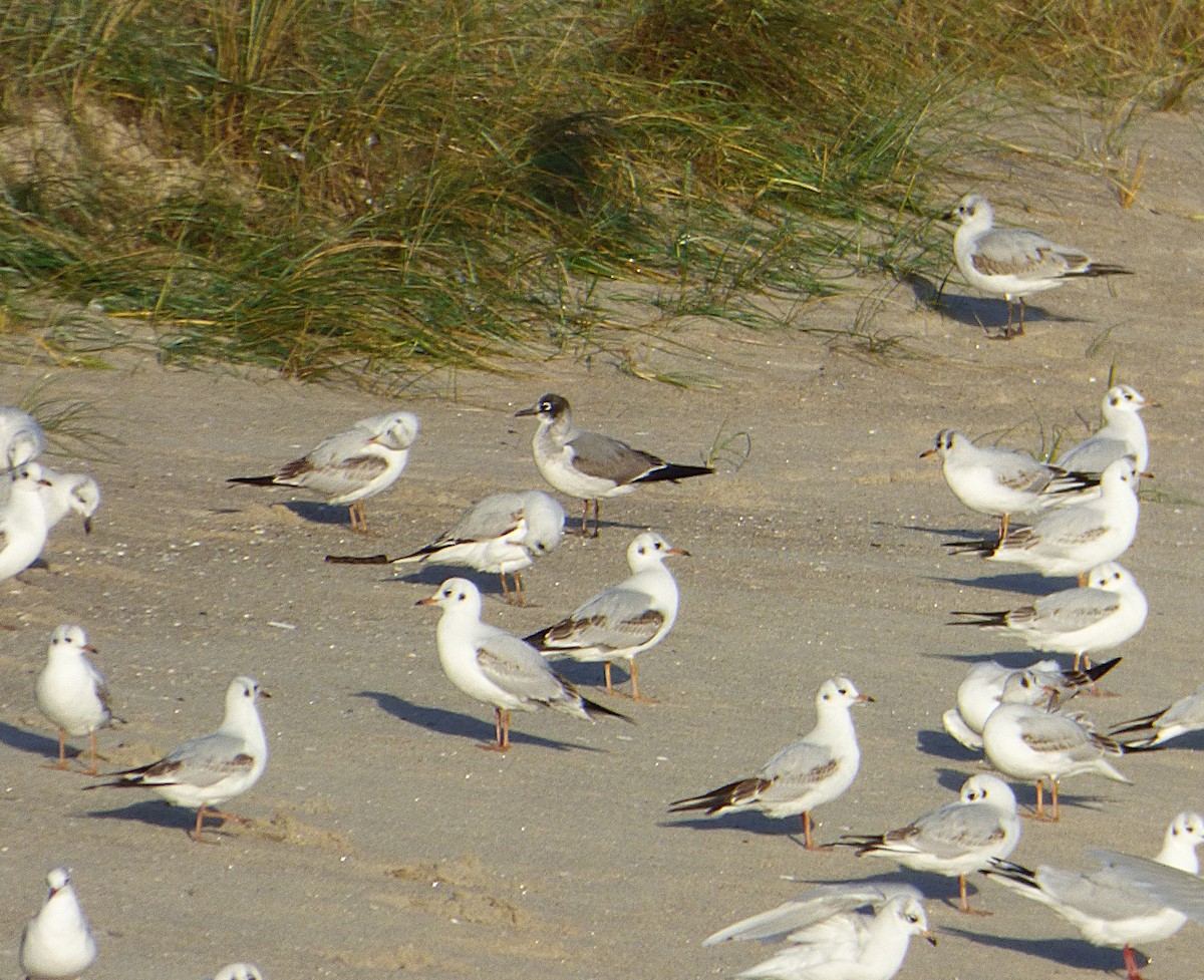 Franklin's Gull - ML646693249