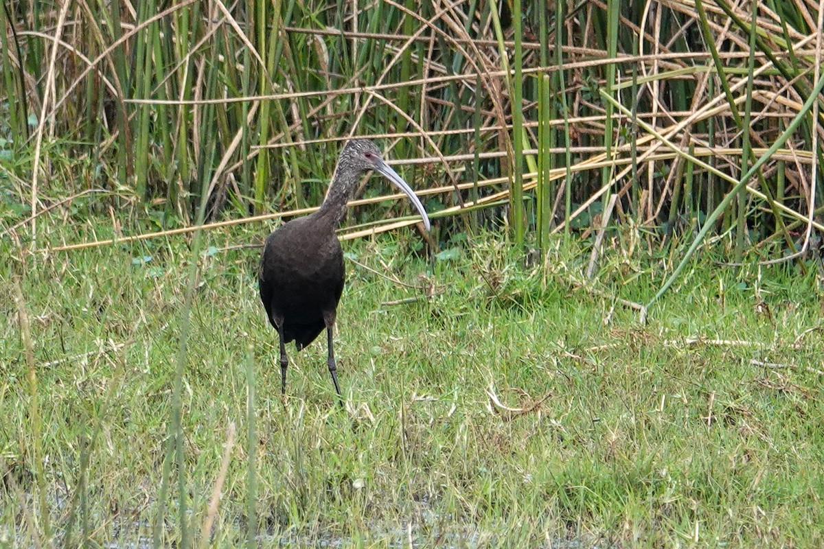 Morito Cariblanco - ML646693251