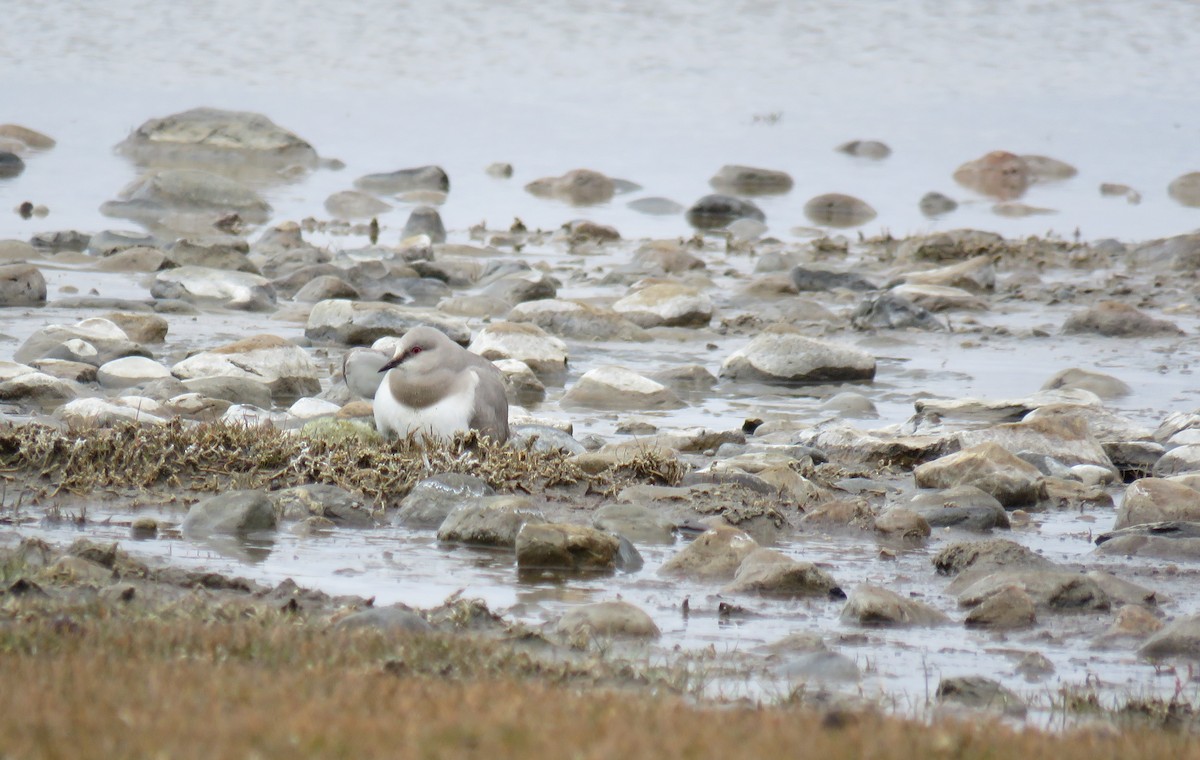 Магелланова ржанка - ML646693252