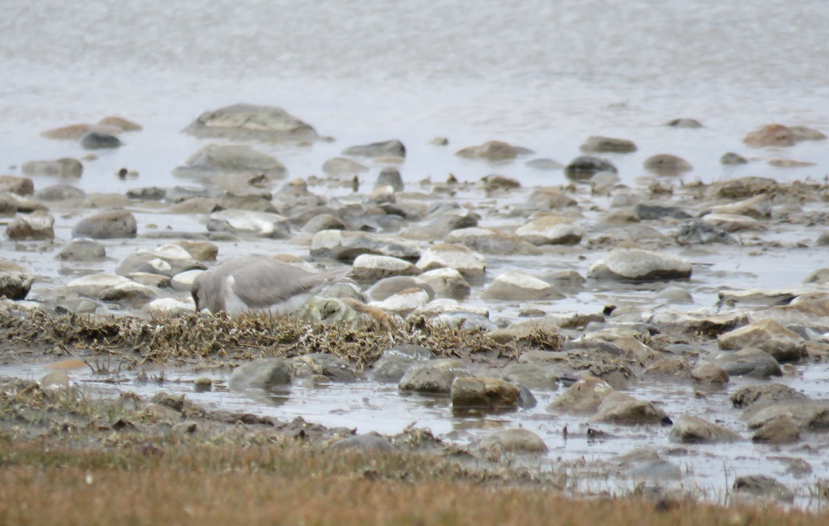 Магелланова ржанка - ML646693253