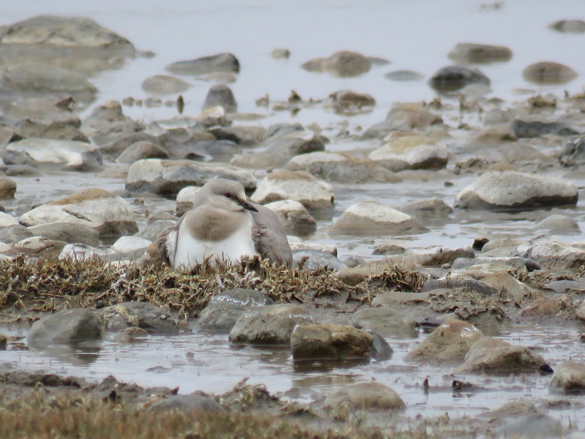 Magellanic Plover - ML646693254