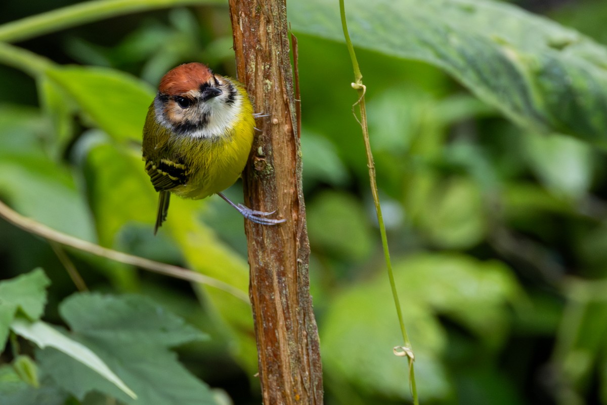Rufous-crowned Tody-Flycatcher - ML646693255