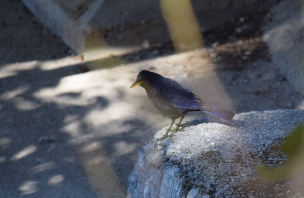 Blue Whistling-Thrush - ML646693256