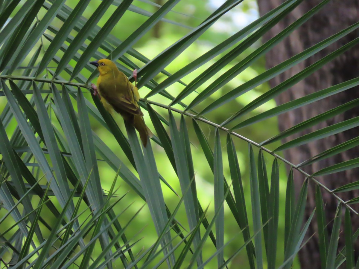 Holub's Golden-Weaver - ML646693257