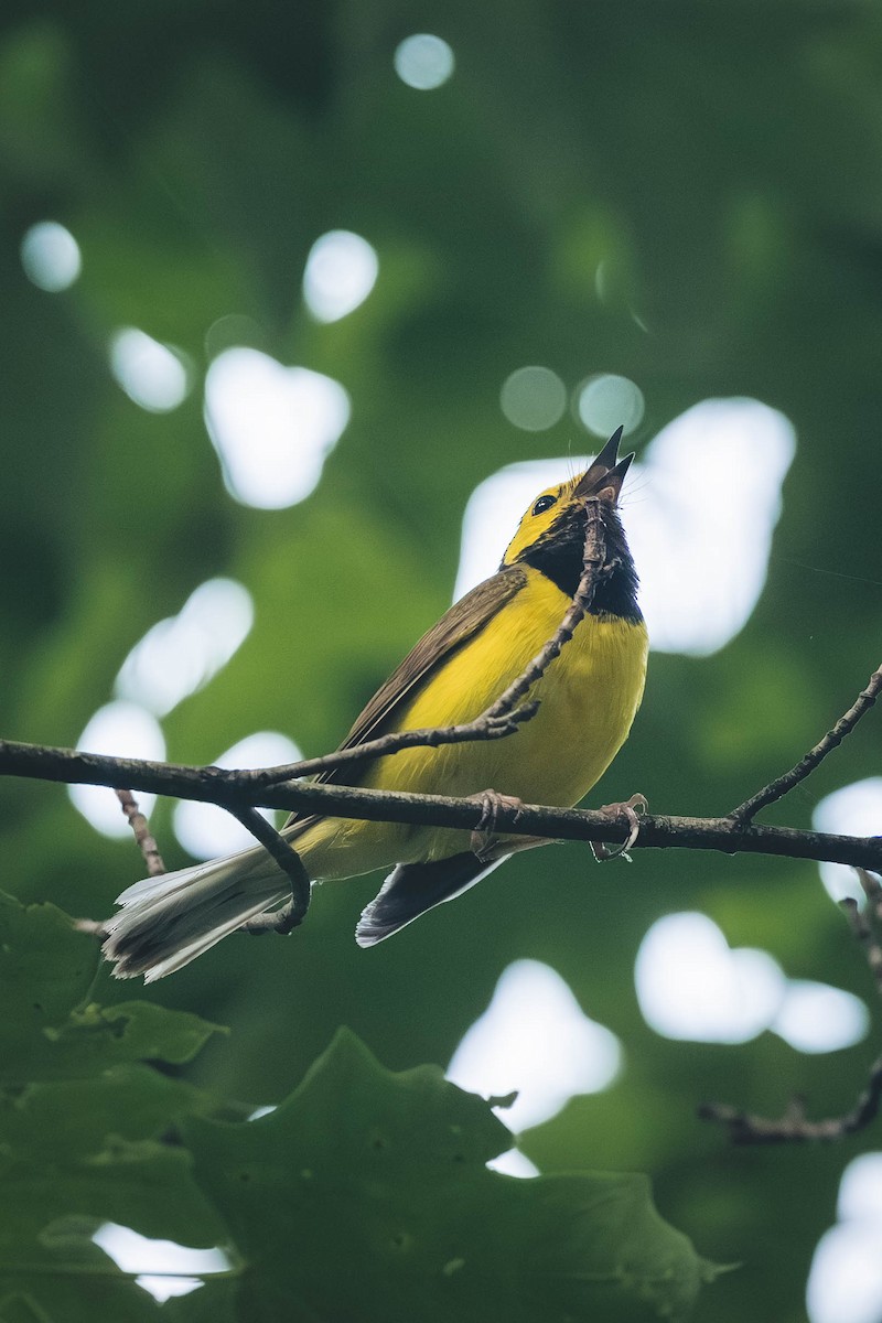 Hooded Warbler - ML646693258