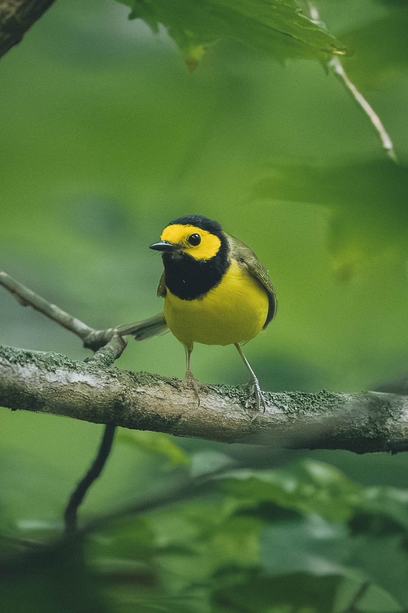 Hooded Warbler - ML646693259