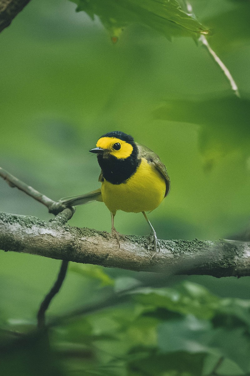 Hooded Warbler - ML646693260