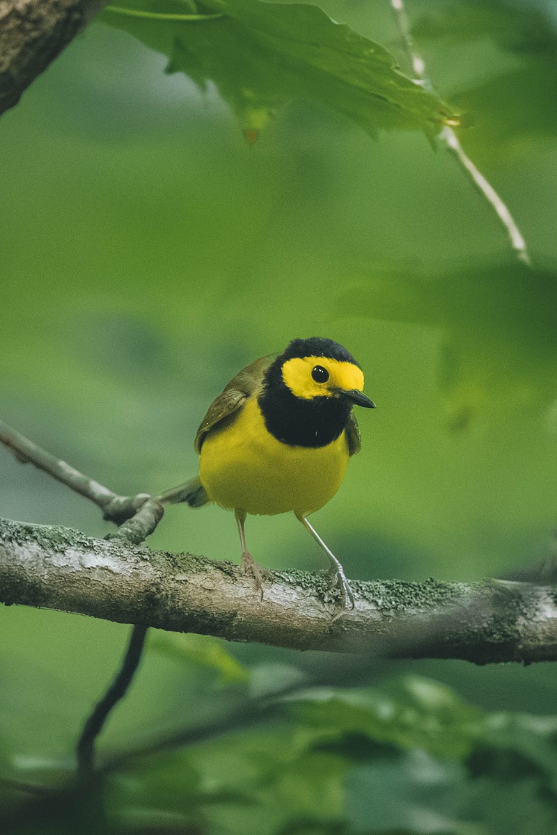 Hooded Warbler - ML646693261
