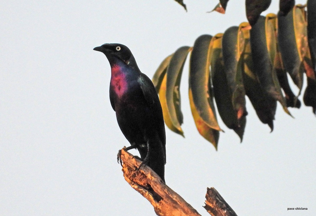 Splendid Starling - ML646693262
