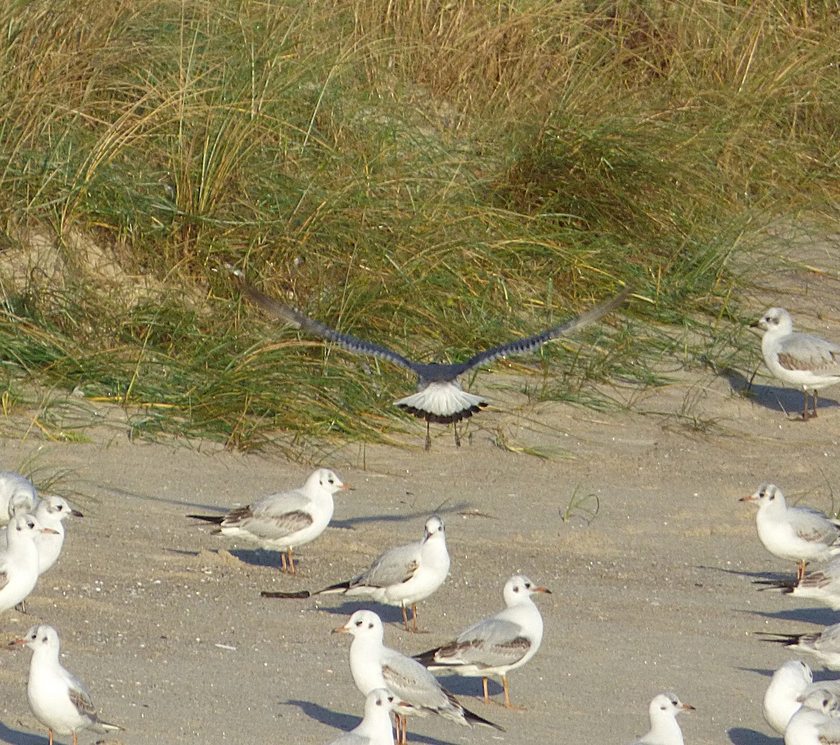 Franklin's Gull - ML646693263
