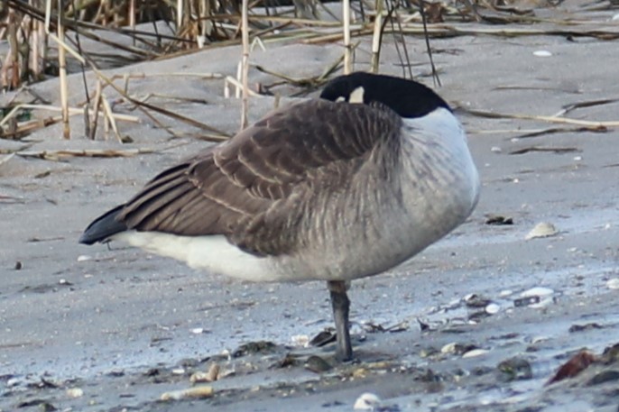 Canada Goose - ML646693264