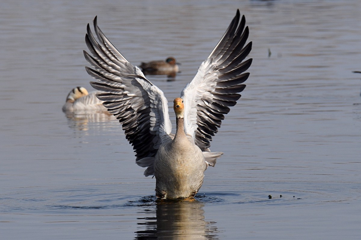Bar-headed Goose - ML646693265