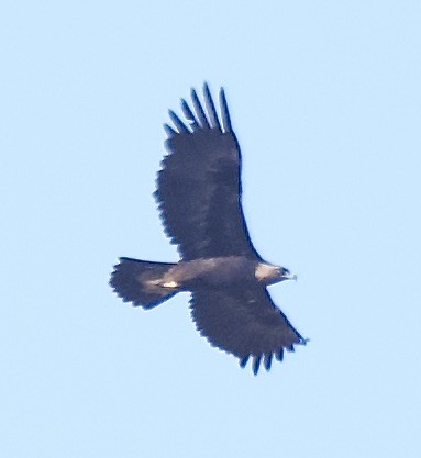 Golden Eagle - ML646693266