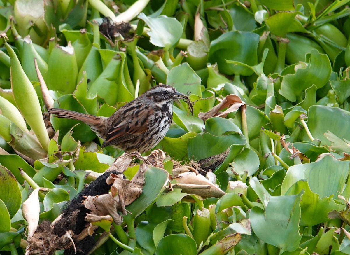 Song Sparrow (mexicana Group) - ML646693268