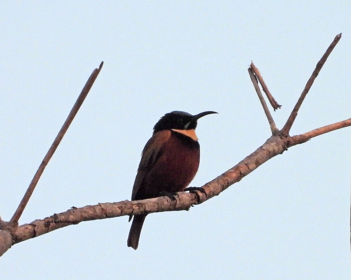 Buff-throated Sunbird - ML646693270