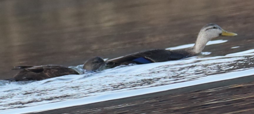 American Black Duck - ML646693272