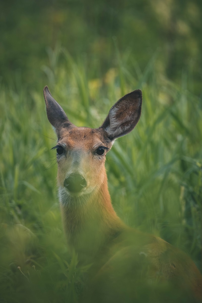 White-tailed Deer - ML646693275