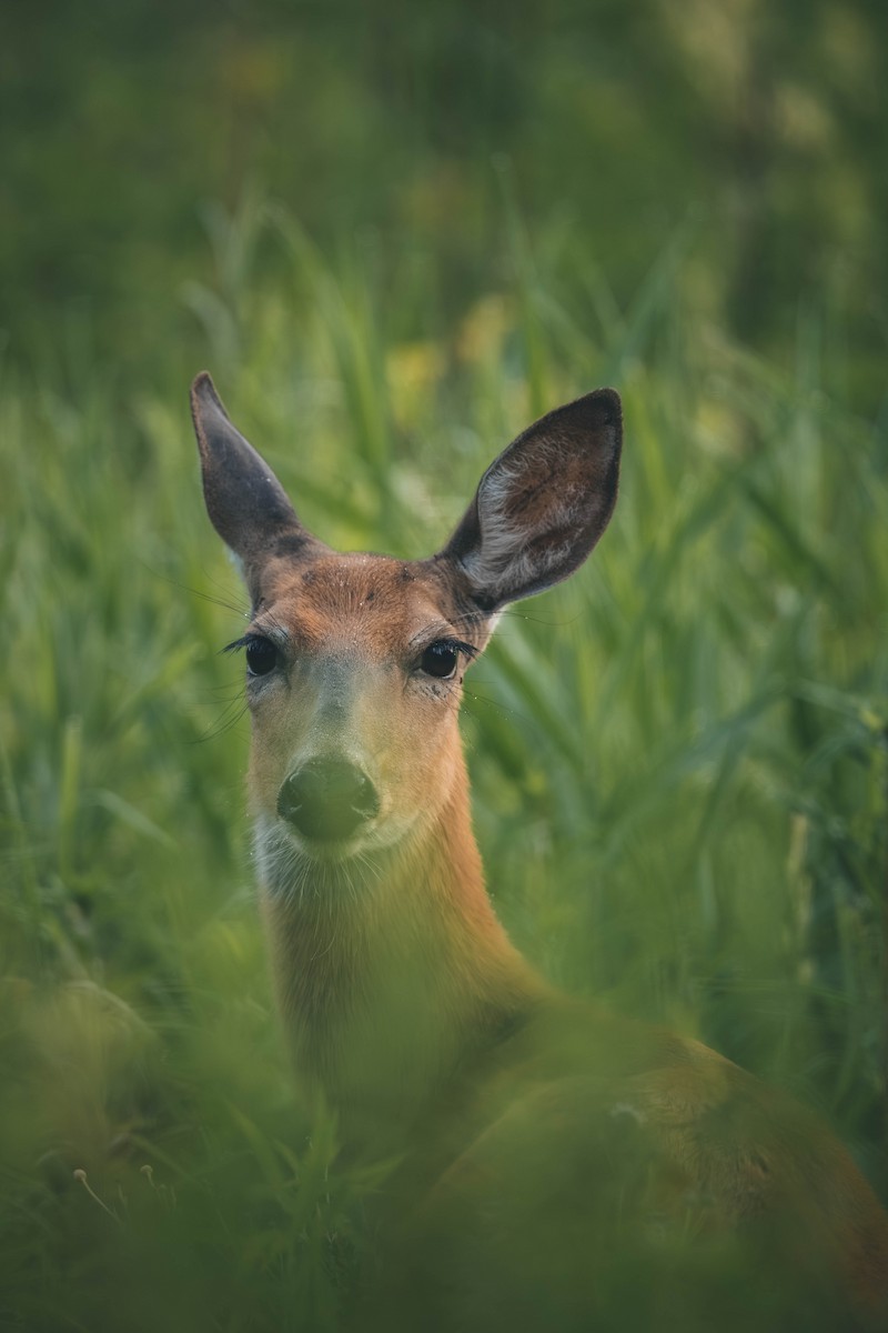 White-tailed Deer - ML646693276