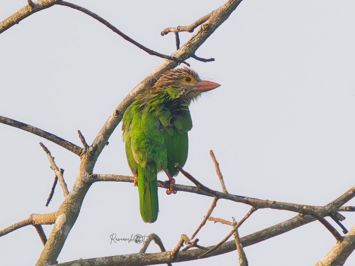 Lineated Barbet - ML646693277