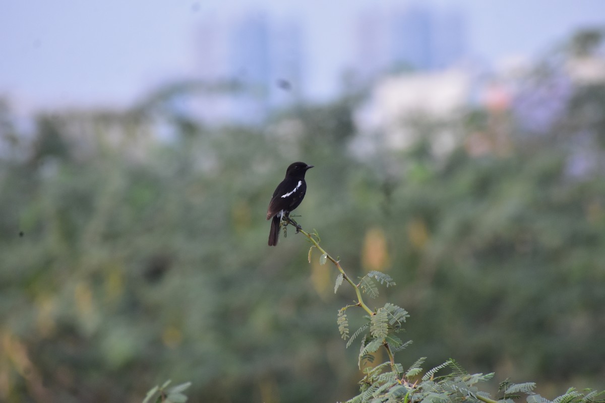 Pied Bushchat - ML646693278