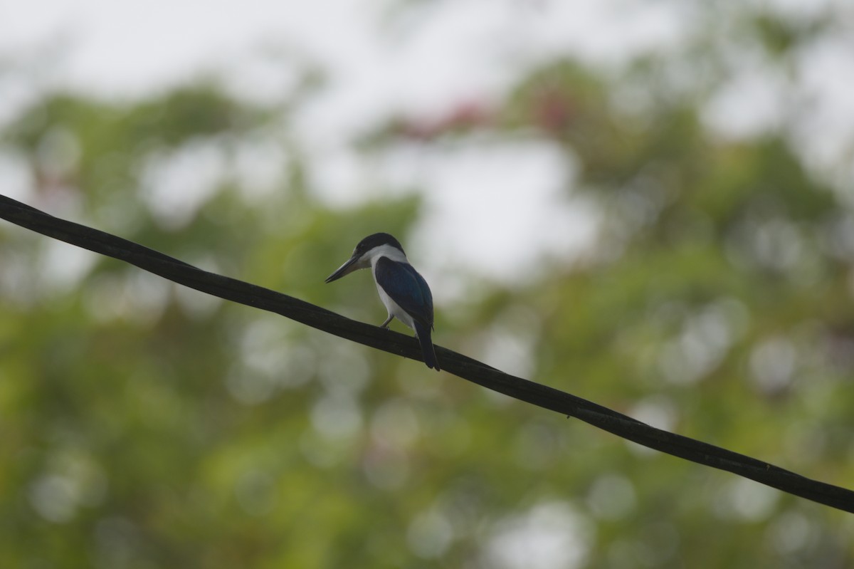 Forest Kingfisher - ML646693279