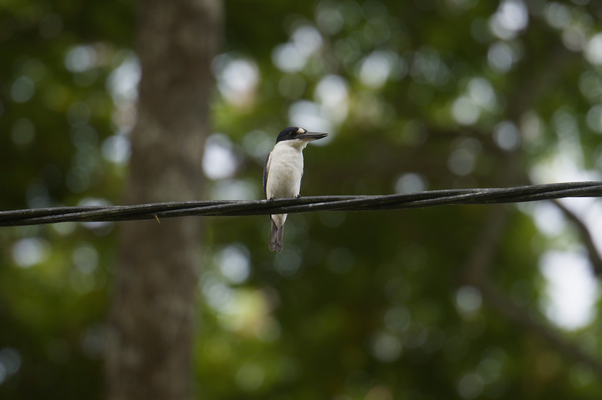 Forest Kingfisher - ML646693280