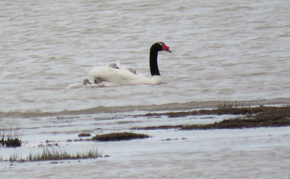 Black-necked Swan - ML646693286