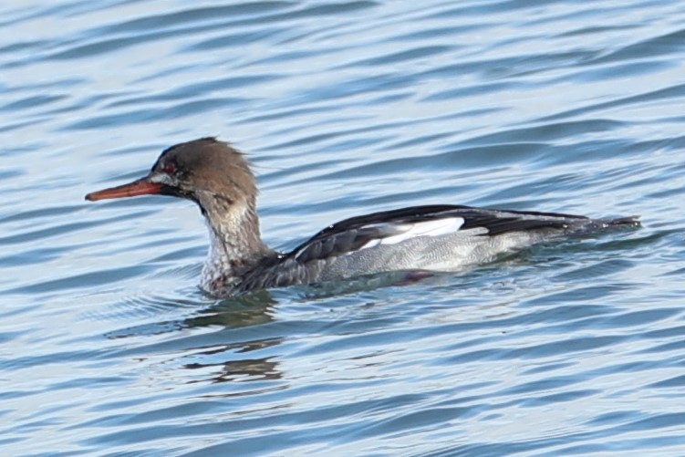 Red-breasted Merganser - ML646693289