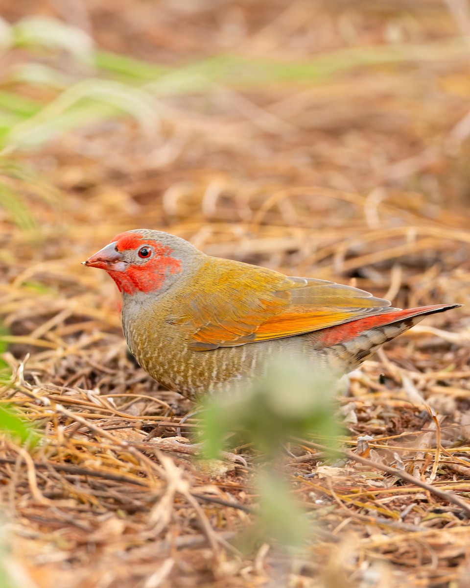 Orange-winged Pytilia - ML646693291