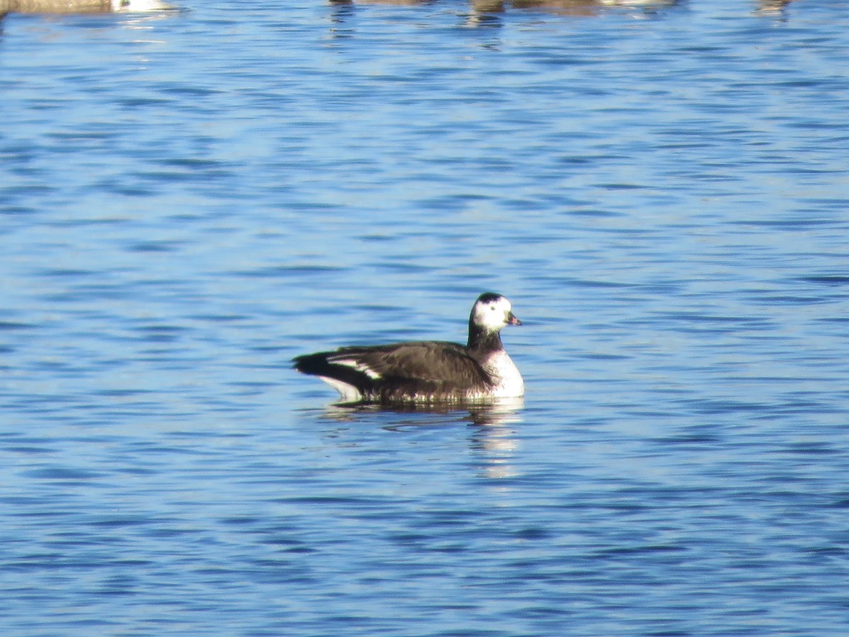 Ross's Goose - ML646693292