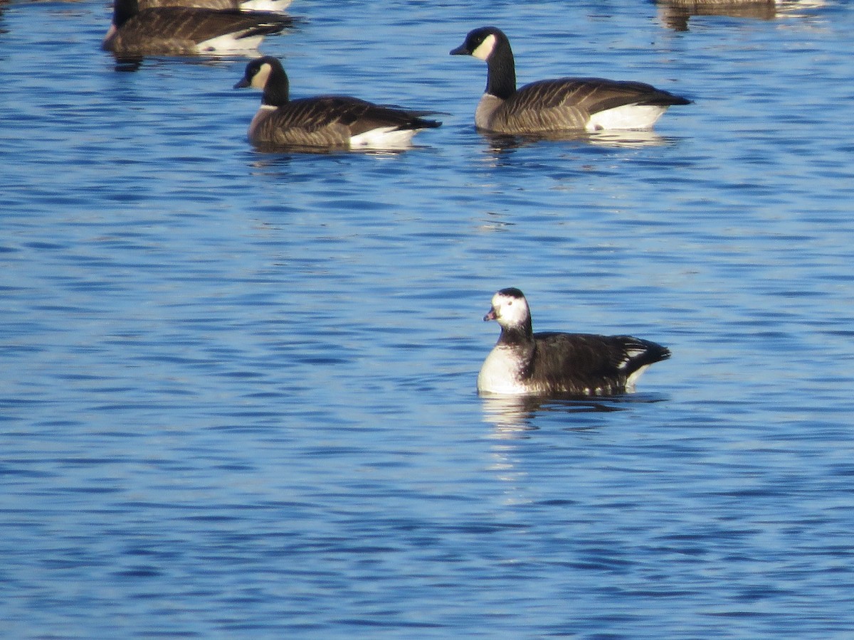 Ross's Goose - ML646693293