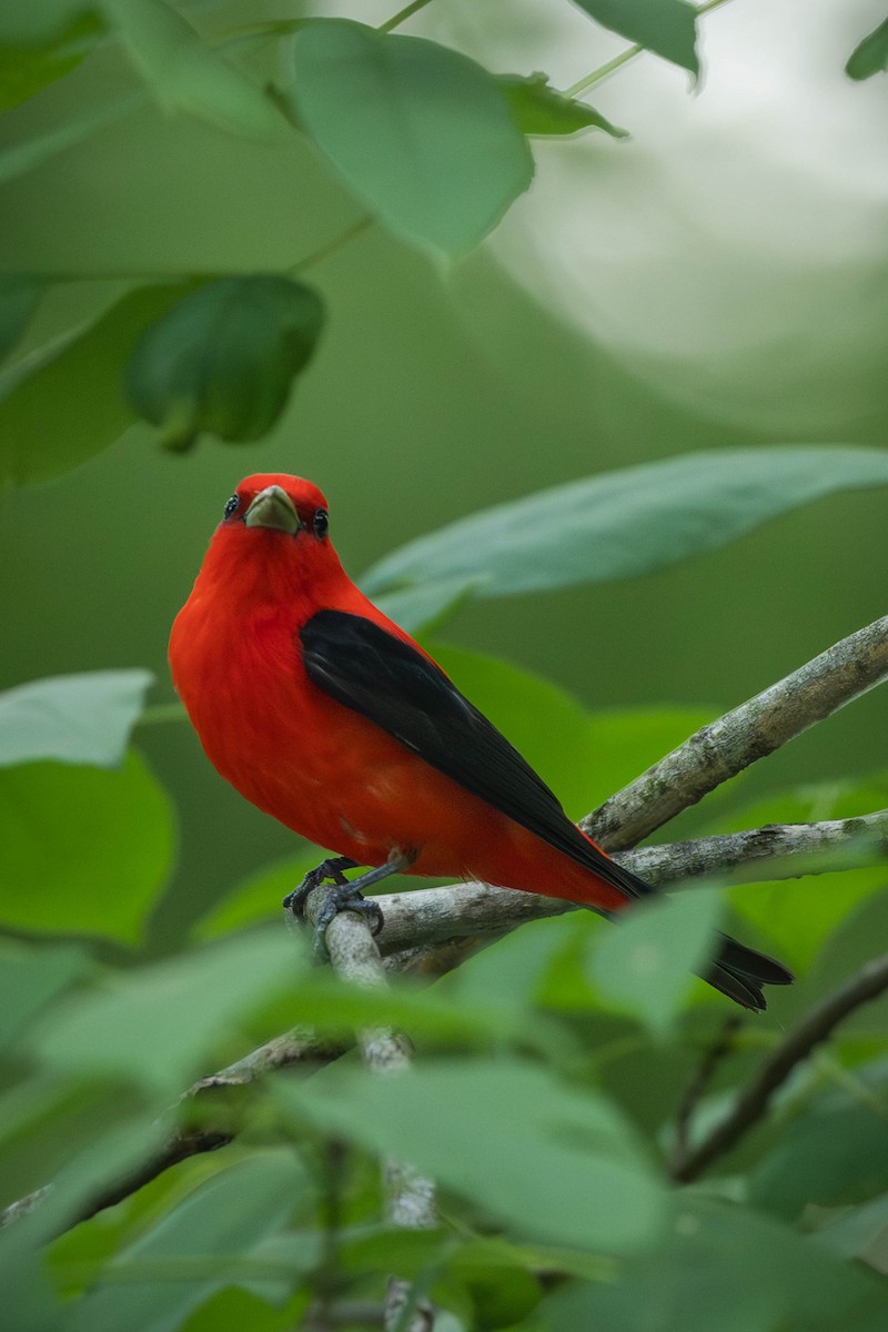 Scarlet Tanager - ML646693295