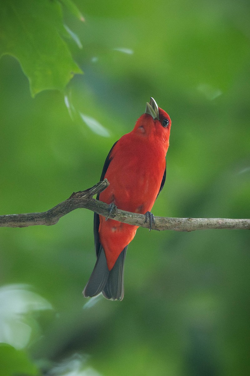 Scarlet Tanager - ML646693296