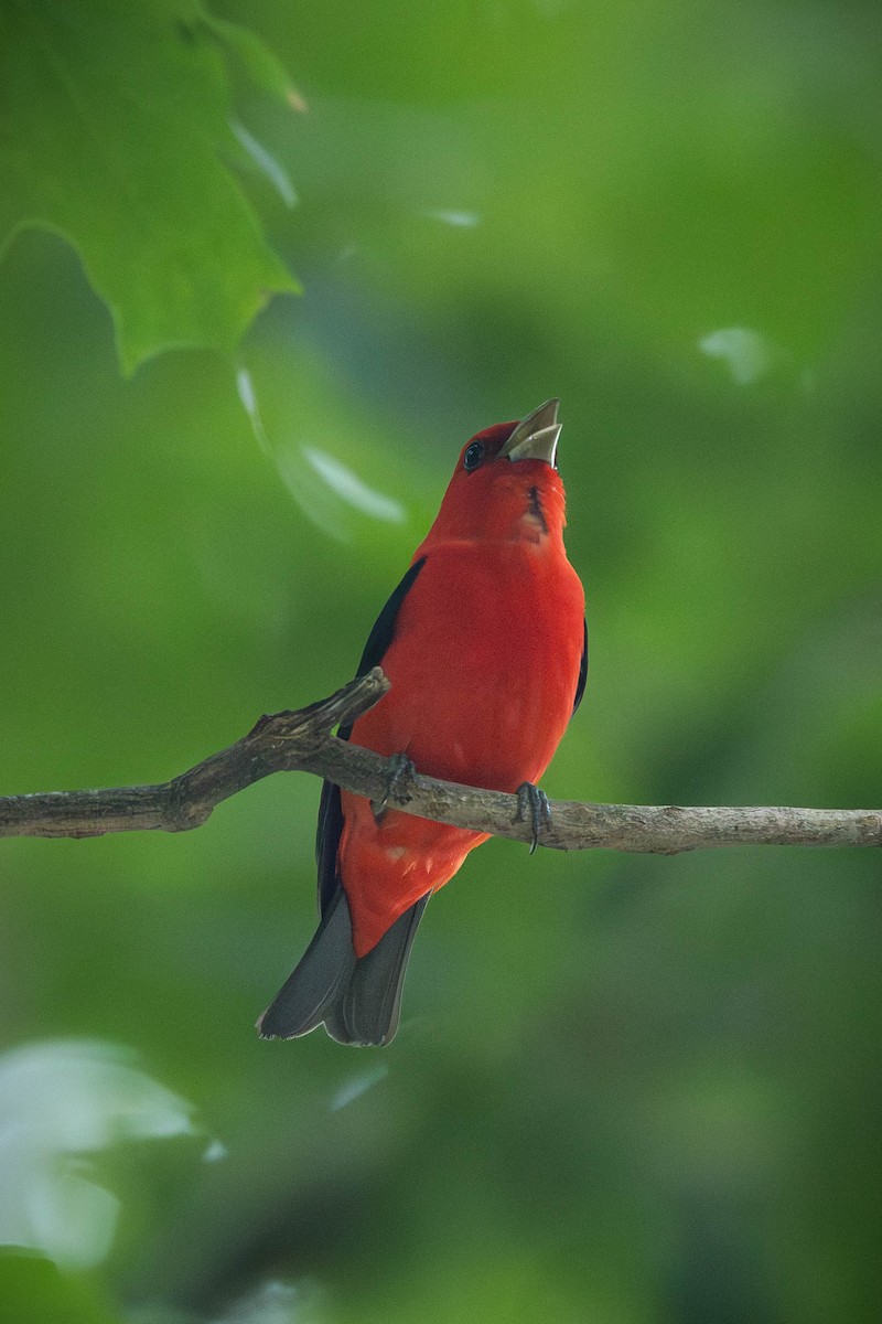 Scarlet Tanager - ML646693297