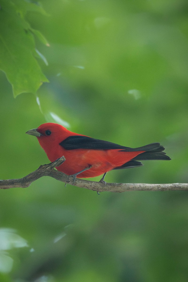Scarlet Tanager - ML646693298