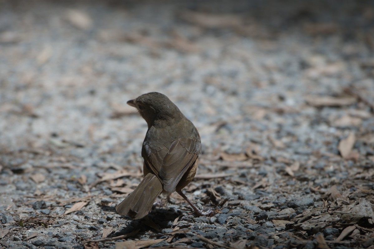 Little Shrikethrush (Rufous) - ML646693300