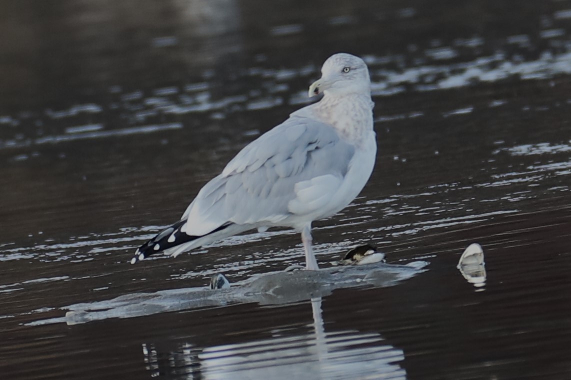 American Herring Gull - ML646693306