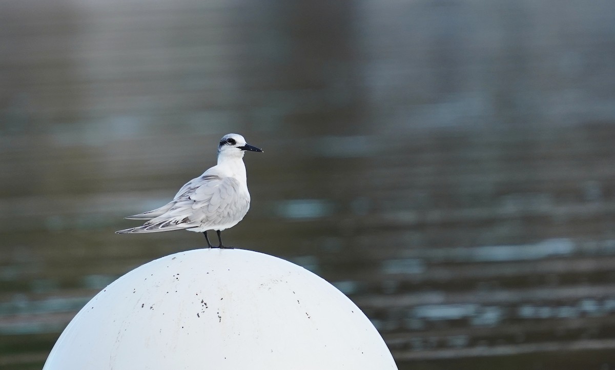 splitterne - ML646693310