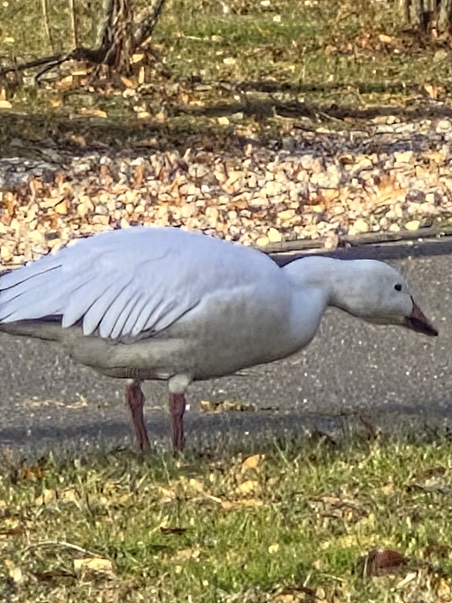 Snow Goose - ML646693311