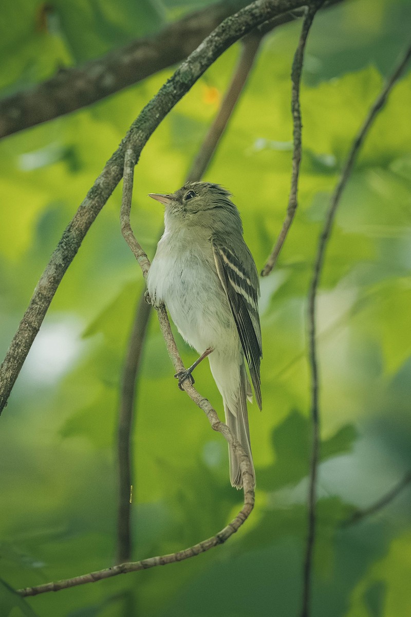Acadian Flycatcher - ML646693312