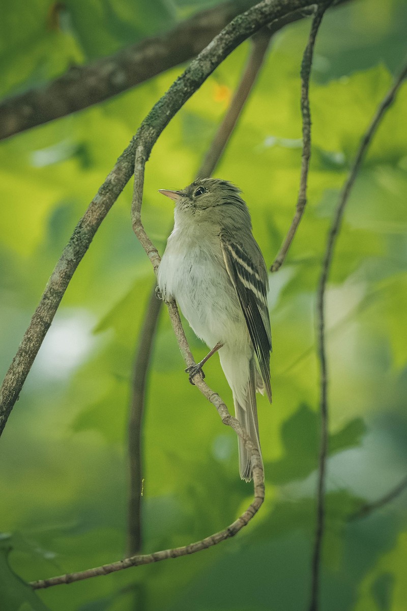 Acadian Flycatcher - ML646693313