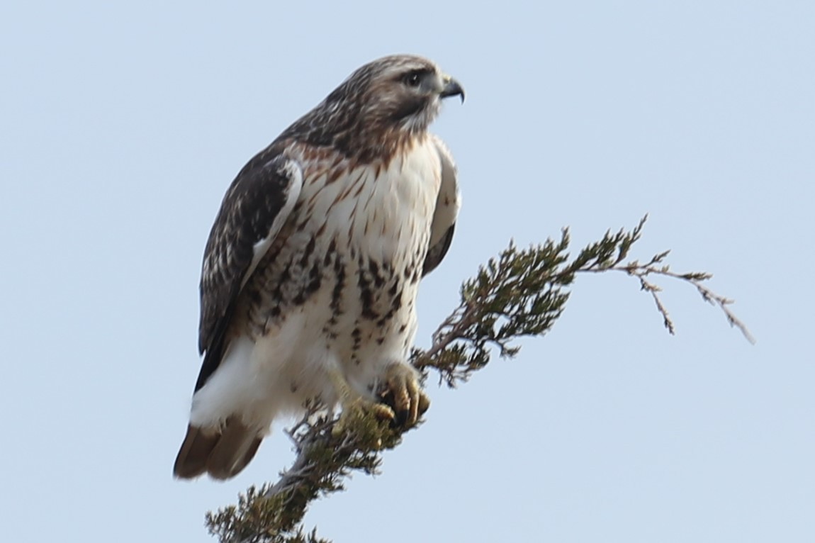 Red-tailed Hawk - ML646693314