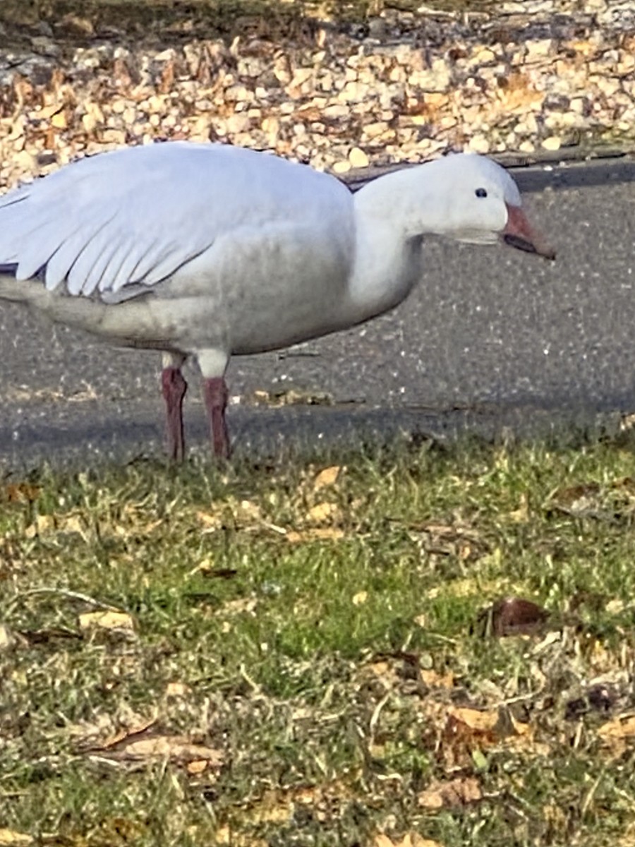 Snow Goose - ML646693315