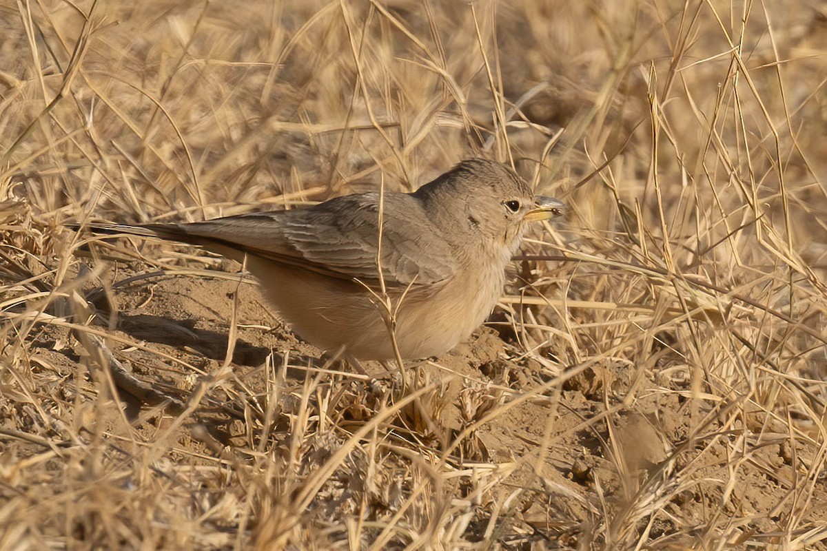 Desert Lark - ML646693316
