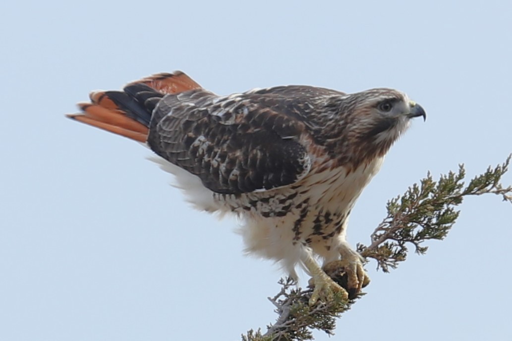 Red-tailed Hawk - ML646693320