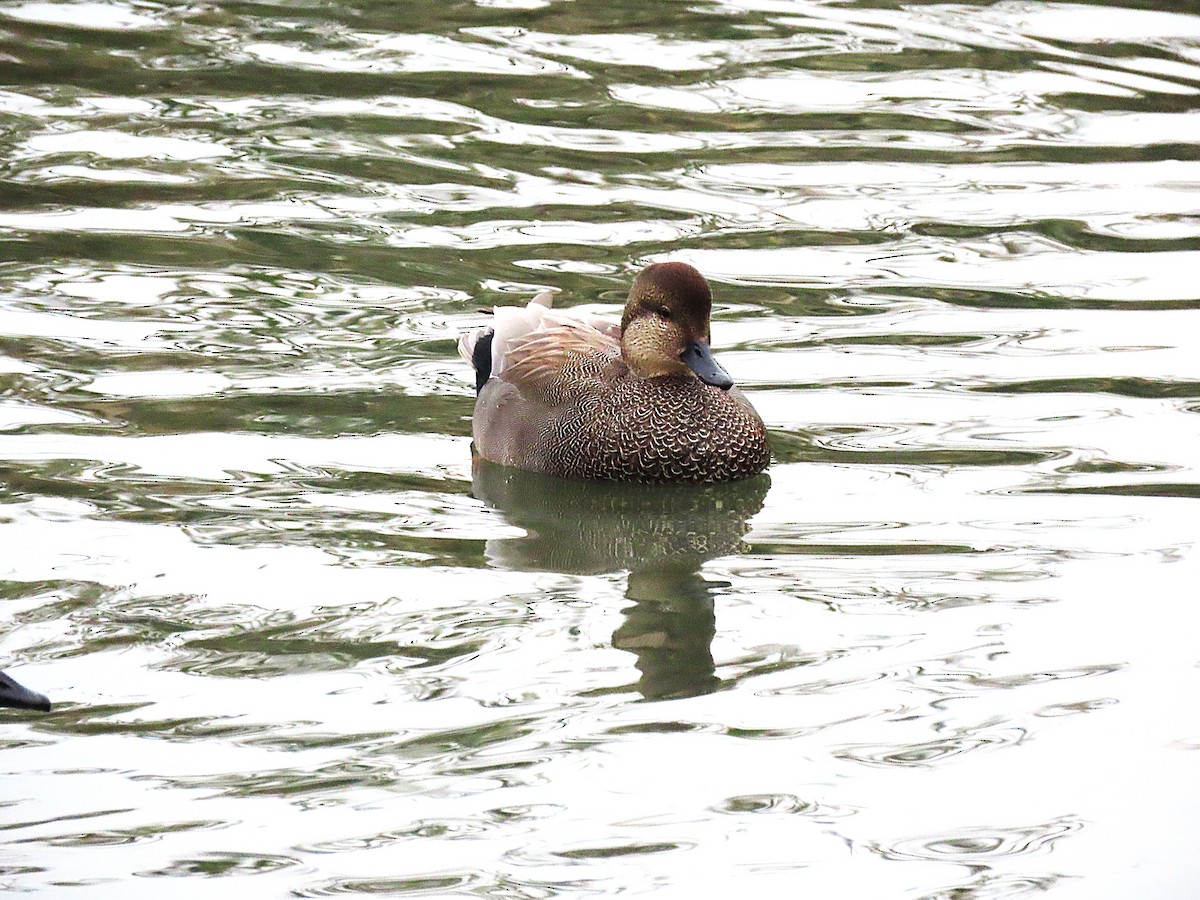 Gadwall - ML646693321