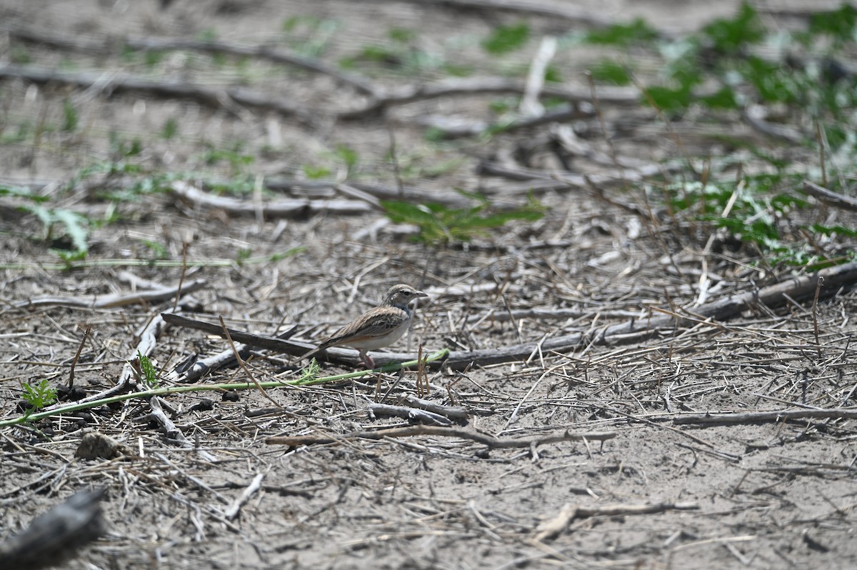 Rufous-naped Lark - ML646693322