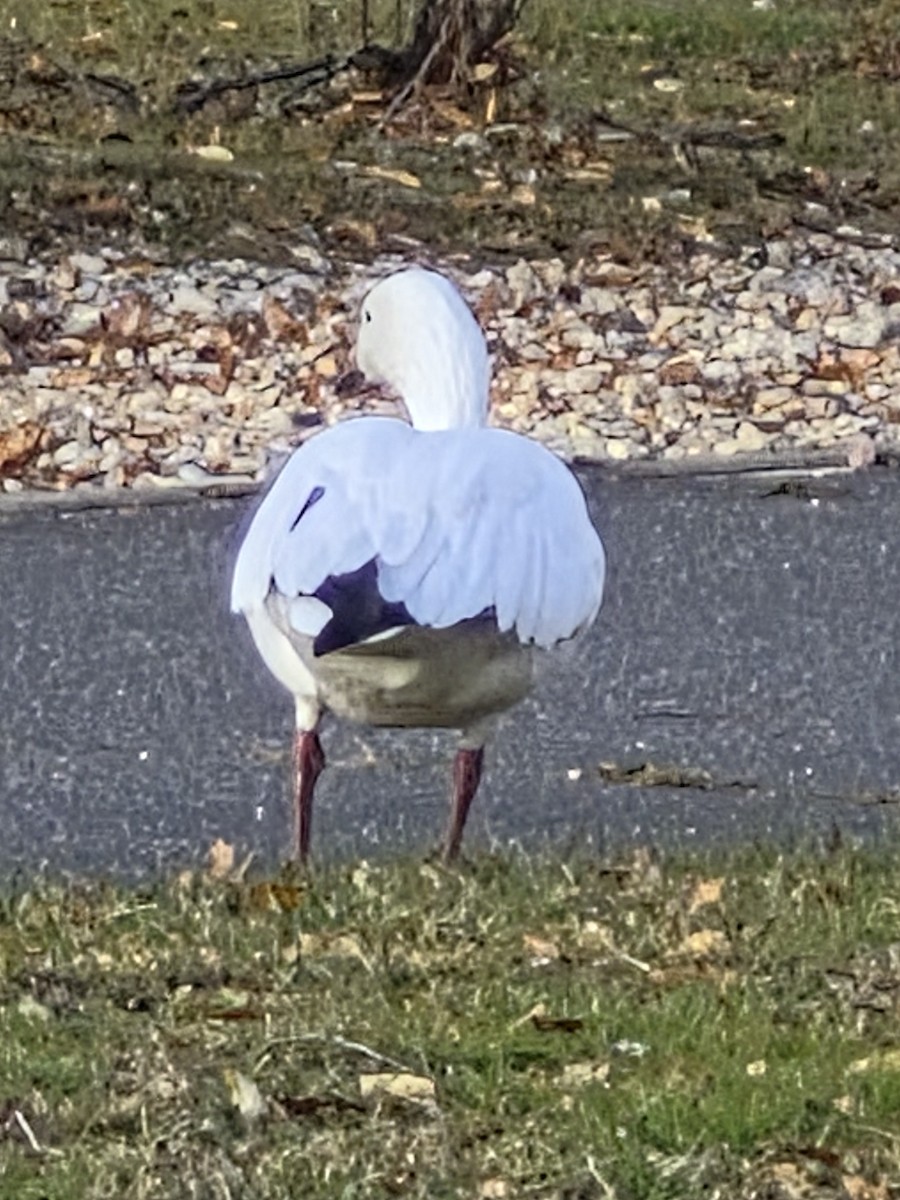 Snow Goose - ML646693323