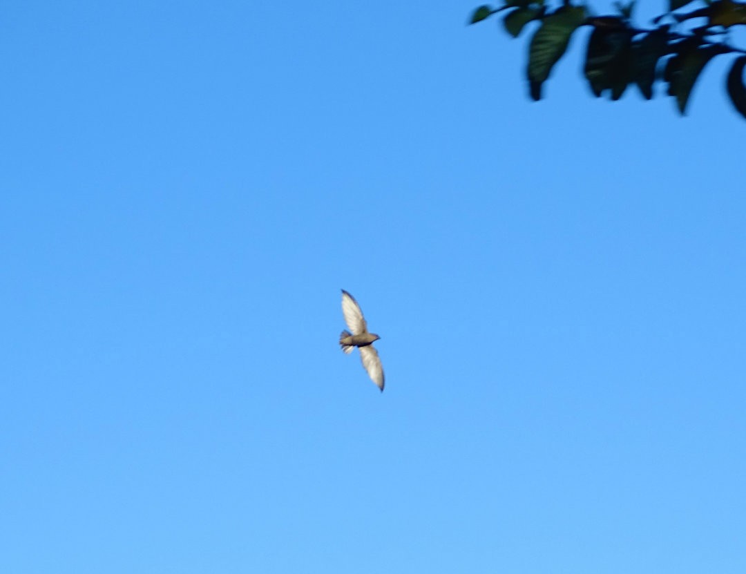 Sicksegler - ML646693325