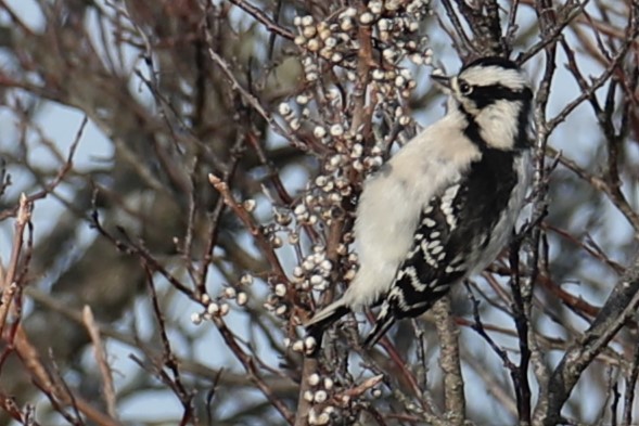Downy Woodpecker - ML646693326